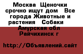 Москва! Щеночки срочно ищут дом - Все города Животные и растения » Собаки   . Амурская обл.,Райчихинск г.